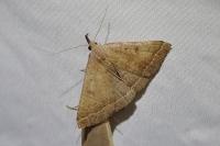 Polypogon plumigeralis