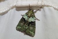 Cryphia algae