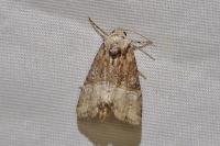 Mesoligia furuncula