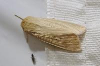Mythimna pallens