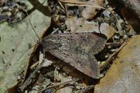 Peridroma saucia
