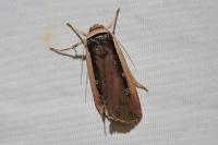 Ochropleura leucogaster