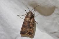 Agrotis segetum