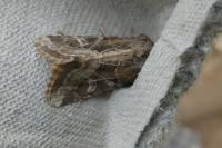 Luperina dumerilii