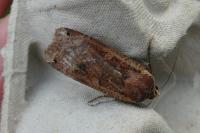 Noctua pronuba