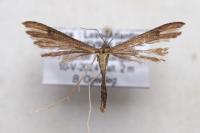Stenoptilia
