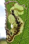 Stigmella plagicolella