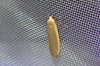 Katha depressa