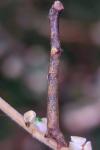 Hypomecis punctinalis