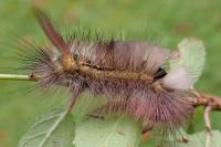 Calliteara pudibunda