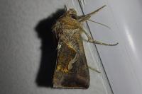 Macdunnoughia confusa