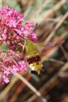 Hemaris fuciformis