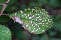 Coleophora anatipennella