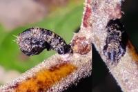 Coleophora anatipennella