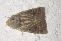 Anchoscelis lunosa