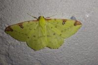 Opisthograptis luteolata