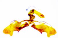 Rhyacionia pinivorana