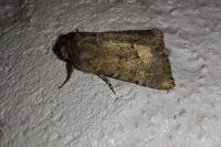 Luperina testacea