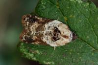 Acleris variegana