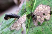 Coleophora ibipennella