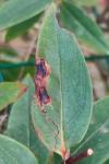 Fomoria septembrella