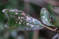 Coleophora anatipennella
