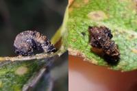 Coleophora anatipennella