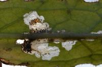 Scrobipalpa acuminatella