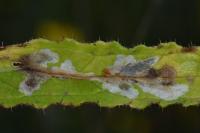 Scrobipalpa acuminatella