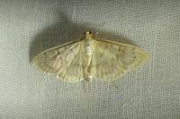 Patania ruralis