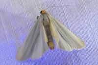 Eilema caniola