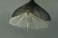 Palpita vitrealis