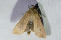 Mythimna albipuncta