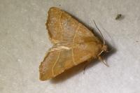 Atethmia centrago