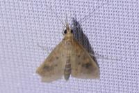Udea ferrugalis