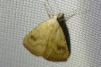 Rivula sericealis