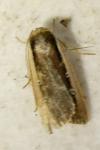 Ochropleura leucogaster