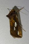 Plusia festucae