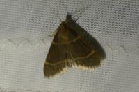 Hypsopygia glaucinalis