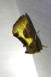 Diachrysia chrysitis/stenochrysis