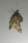 Epirrhoe alternata