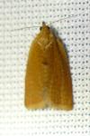 Clepsis consimilana