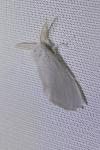 Sphrageidus similis