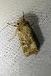 Luperina dumerilii