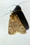 Xestia xanthographa