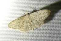 Idaea seriata