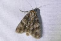 Acronicta rumicis