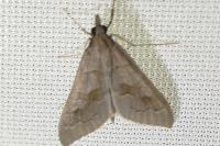 Mecyna asinalis