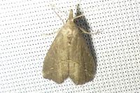 Schrankia costaestrigalis