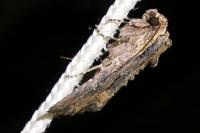 Mniotype solieri